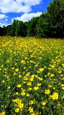 a field full of yellow flowers in a field at Finest Retreats - Blackbarn Wood in Balsham