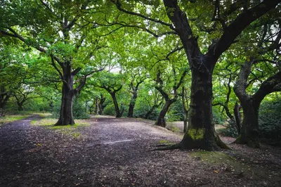 a forest of trees with a dirt road at Modern Studio with parking in shared garden in Theydon Bois