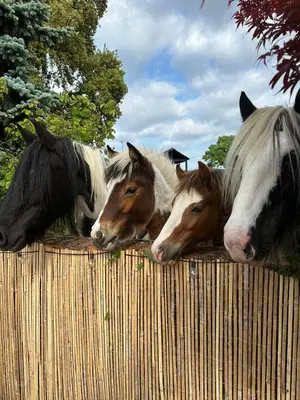 a group of horses looking over a wooden fence at Grade II Listed Farmhouse, Pool, Hot Tub, Games Room, Celebration Hall, Car Park, 10ppl, 45 min from Central London in Stapleford Tawney