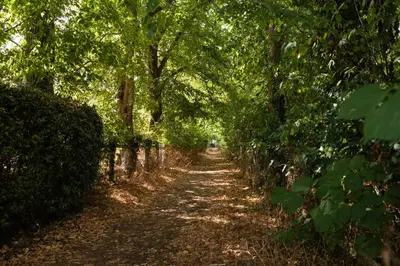 a dirt road through a forest with trees at Vine Cottage in Walsham le Willows