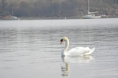 a white swan swimming in a body of water at Upper Lodge, Shotley in Chelmondiston