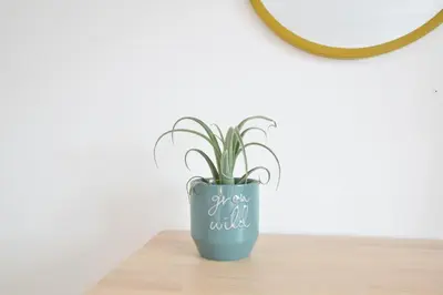 a plant in a blue vase sitting on a table at Rosedene, Rickinghall in Rickinghall