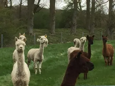 a group of llamas and sheep standing in a field at St Ives, King Bed Cosy home, parking, fast Wi Fi in St Ives