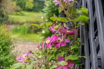 a bunch of pink flowers on a fence at 2 Bed in Rumburgh oc-dgf in Rumburgh